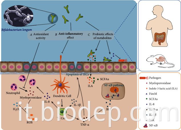 Bifidobacterium longum2